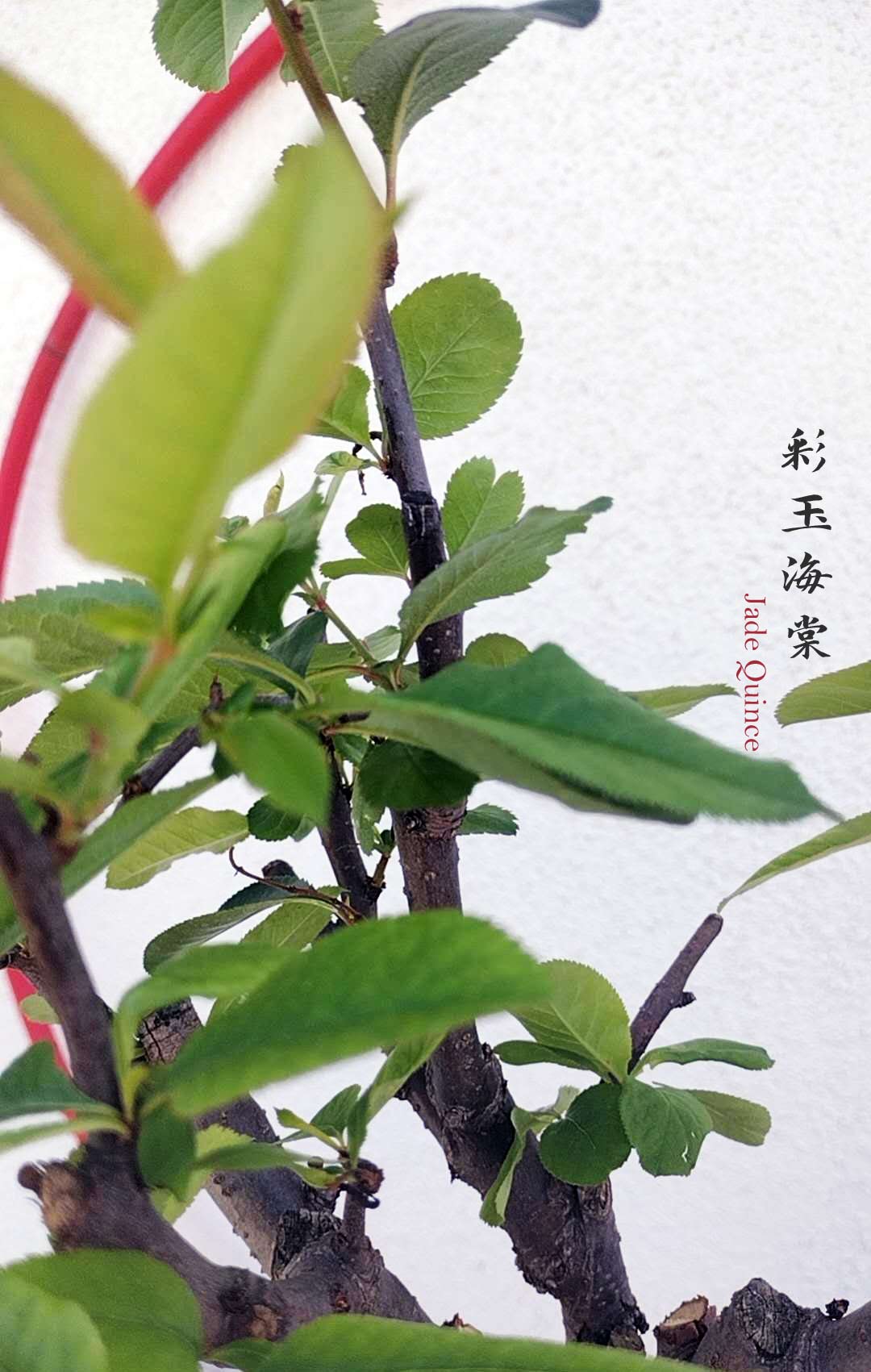 Variegated Flowering Quince ‘Jade’ – Flowering Crabapple Bonsai Japanese Flowering Crabapple Bonsai with pot