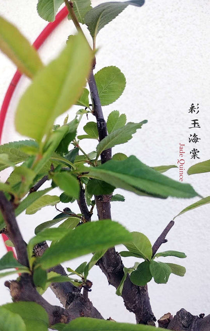 Variegated Flowering Quince ‘Jade’ – Flowering Crabapple Bonsai Japanese Flowering Crabapple Bonsai with pot