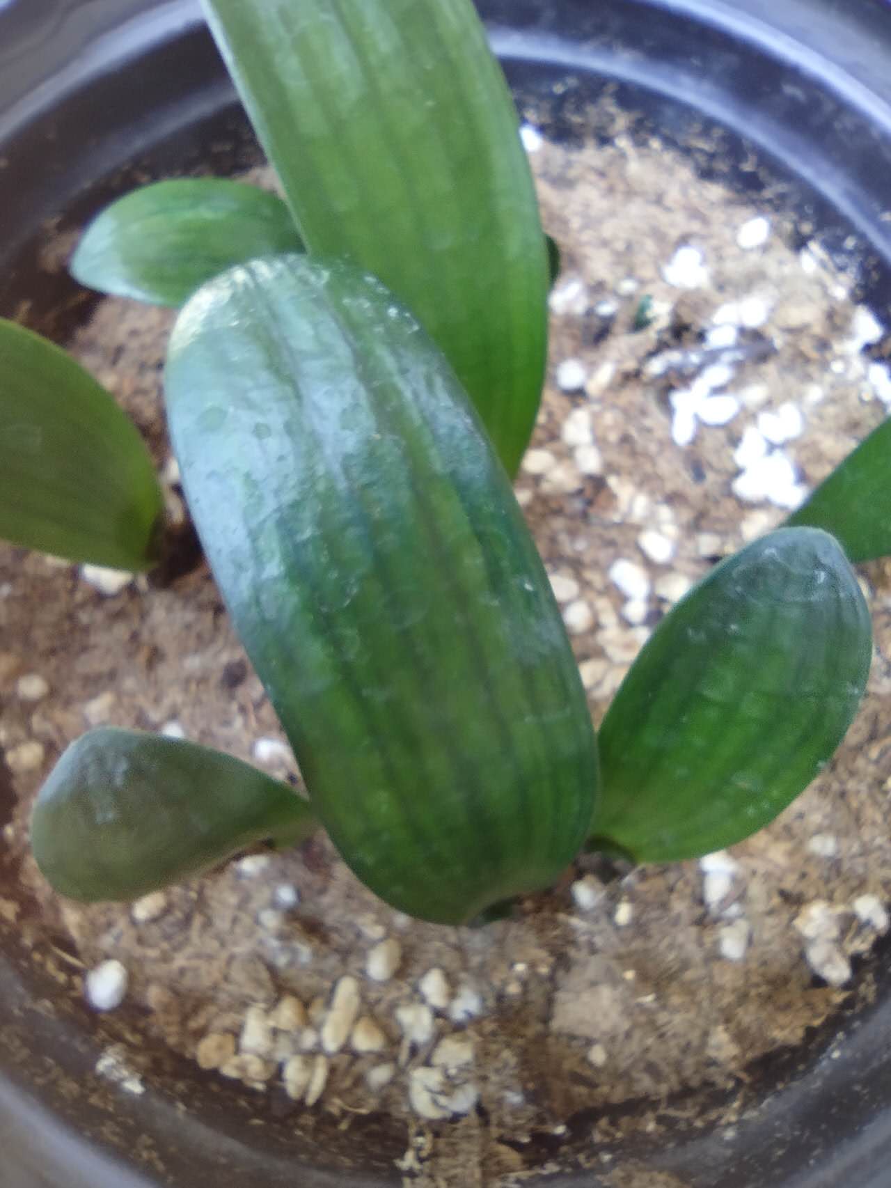 Five Clivia (Clivia miniata) Seedlings (Random Varieties)