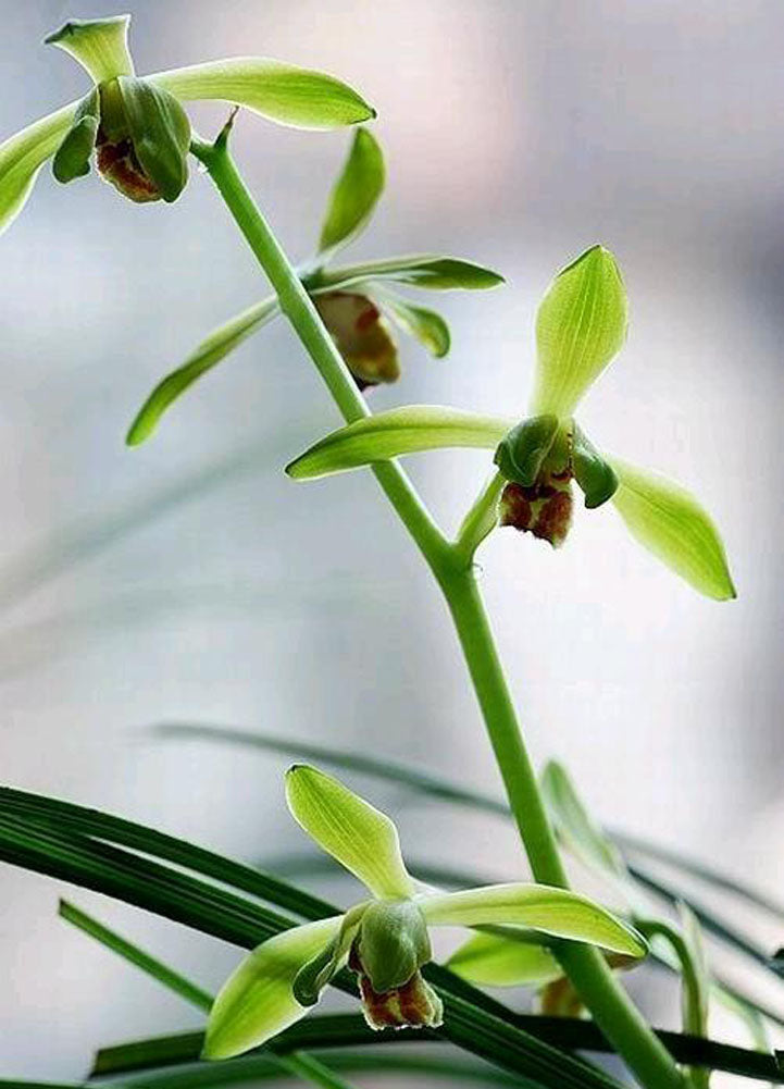 Cymbidium Orchid Faberi 'XianLvMei' 仙绿梅 Bare Root and Shipped no buds CYMUS Cymbidium Orchids Plum Blossom Bonsai Sale