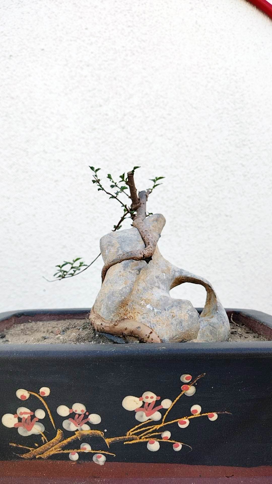 Chinese Elm Root-over-Rock Bonsai – Beginner Friendly easy care shipping with pot