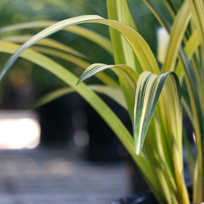 Noble Orchid Plant Live Cymbidium Sinense-Lan yang zhi song-Bare Foot and Shipped Without Flower 墨兰 兰阳之松