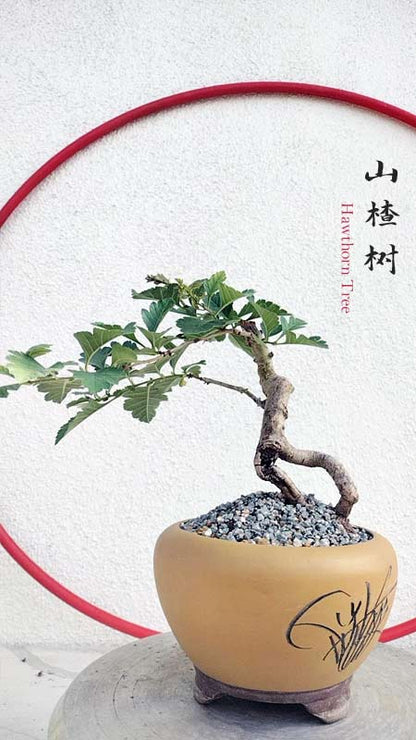 Small Leaf Hawthorn Bonsai Tree – Flowering & Fruiting Live Bonsai Plant