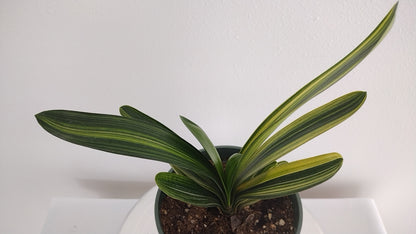 Variegated Clivia  君子兰 彩兰   金丝福伦2 Golden Silk Fulun 10 leaves with pot