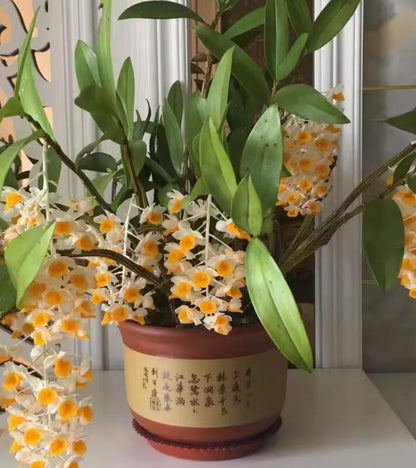 Dendrobium thyrsiflorum 球花石斛 Cooktown Orchid Australia’s Sunshine Bloom without flowers