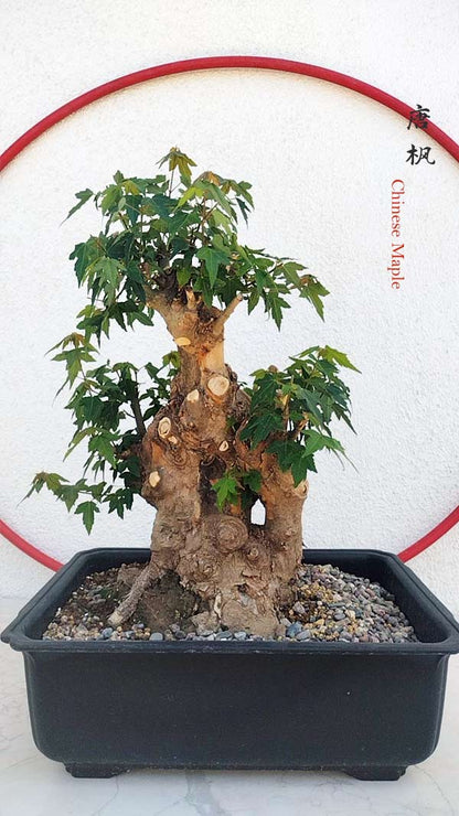Authentic Chinese Trident Maple  Fiery Red Fall Colors, Old Style with pot