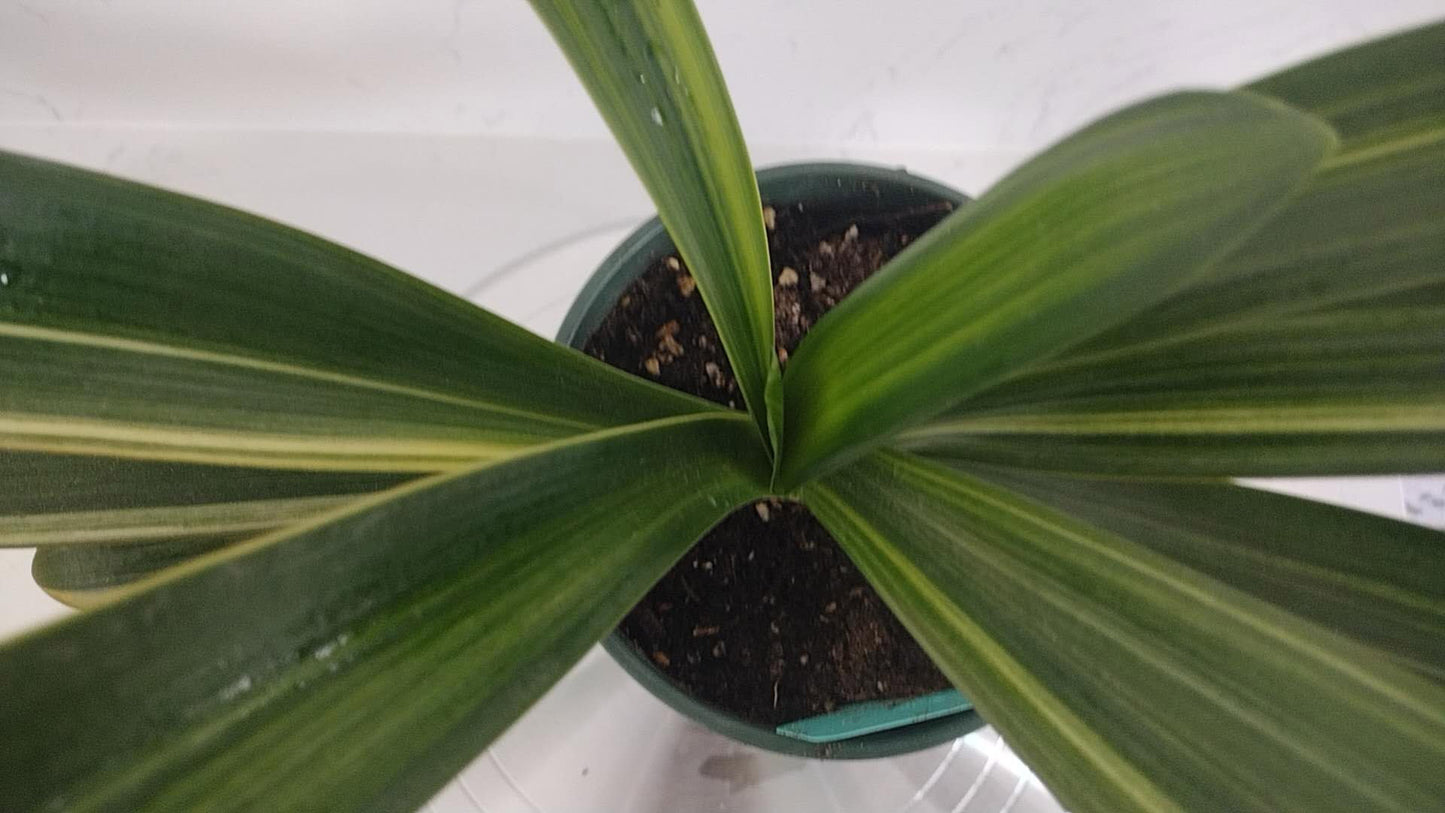 Variegated Clivia  君子兰 彩兰   毛油鸳鸯 Maoyoujiang Mandarin Duck 10 leaves with pot