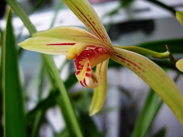 Cymbidium Ensifolium锦旗 JinQi Orchids Perfect for Windowsills or Indoors