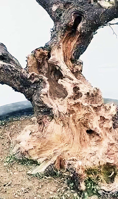 Pre-Sale Rare JadeButterfly Japanese Apricot Bonsai (Prunus mume) – 35+ Year Old with Buds