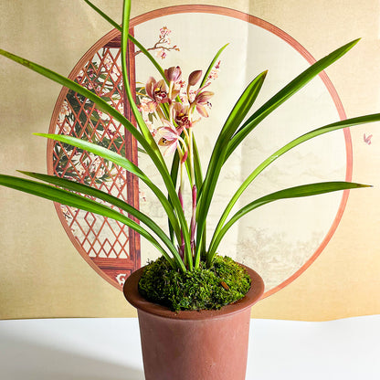 Cymbidium ensifolium-RedMoon 红月 easy care outdoor and indoor