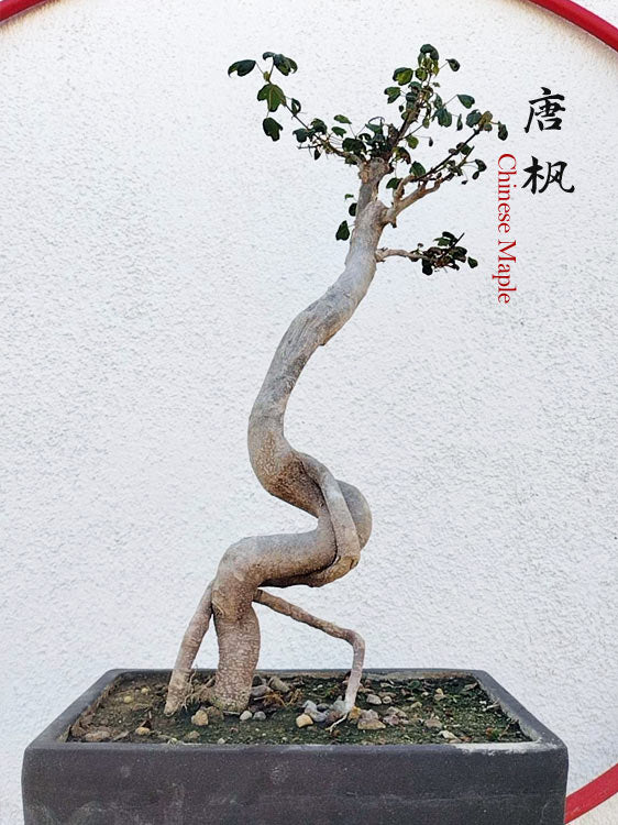Authentic Chinese Trident Maple Bonsai - Fiery Red Fall Colors, Old Style Nebari with Stone Pot CYMUS Nurery