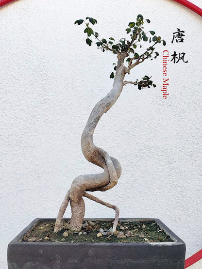 Authentic Chinese Trident Maple Bonsai - Fiery Red Fall Colors, Old Style Nebari with Stone Pot CYMUS Nurery