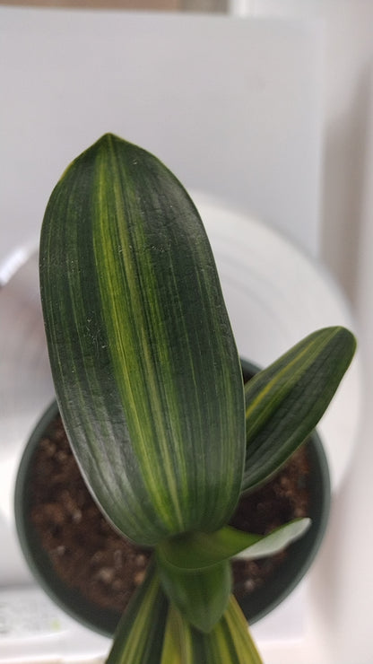Variegated Clivia  君子兰 彩兰   金丝福伦2 Golden Silk Fulun 10 leaves with pot
