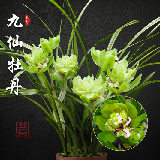 Live Cymbidium Goeringii 九仙牡丹 JiuXian Peony Orchids Perfect for Windowsills or Indoors-春兰