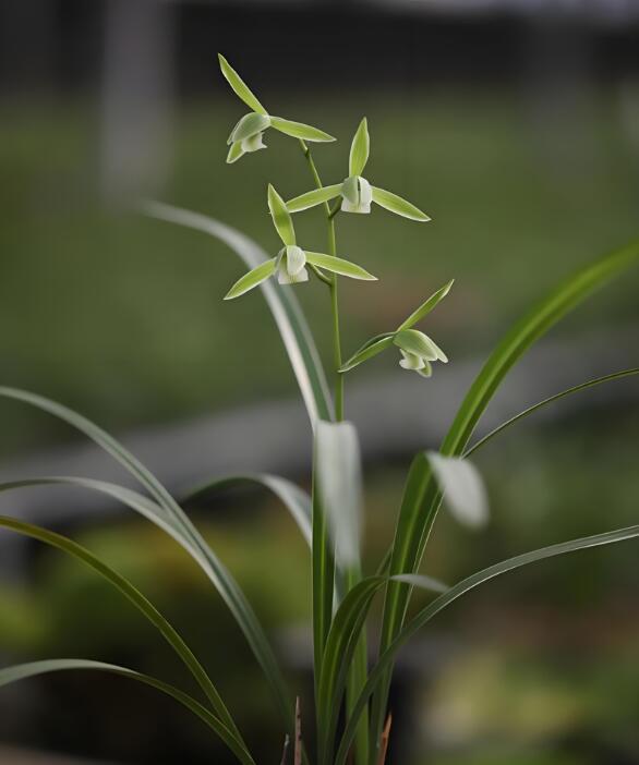Cymbidium KanRan QingDai 寒兰青黛 Long-lasting fragrant flowers