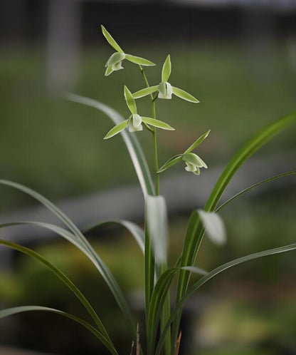 Cymbidium KanRan QingDai 寒兰青黛 Long-lasting fragrant flowers