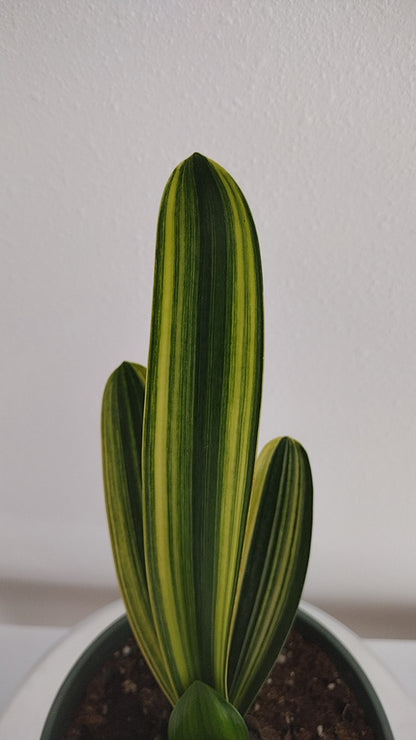 Variegated Clivia  君子兰 彩兰   金丝福伦2 Golden Silk Fulun 10 leaves with pot