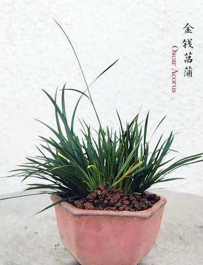 Oscar Calamus Acorus Bonsai – Fragrant Foliage & Traditional Chinese Scholar’s Plant with pot CYMUS Nursery
