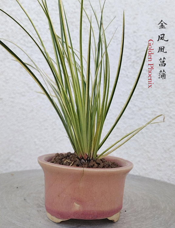 Golden Phoenix Calamus Acorus Bonsai – Fragrant Foliage & Traditional Chinese Scholar’s Plant with pot CYMUS Nursery