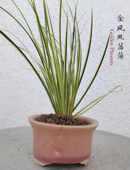 Golden Phoenix Calamus Acorus Bonsai – Fragrant Foliage & Traditional Chinese Scholar’s Plant with pot CYMUS Nursery