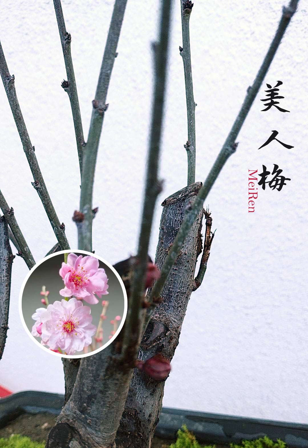 Rare MeiRen Japanese Apricot Bonsai (Prunus mume) – 8+ Year Old with Buds