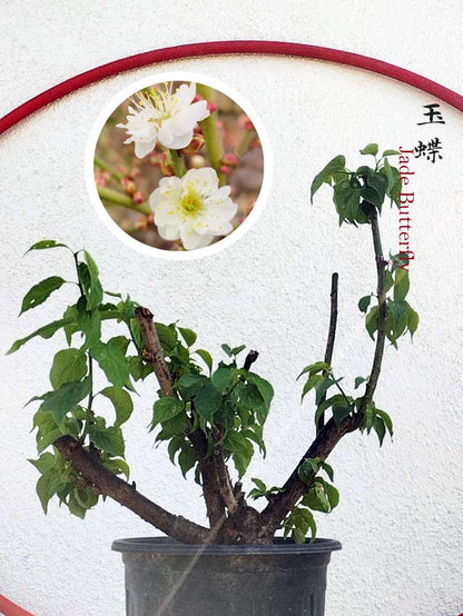Rare Jade Butterfly Japanese Apricot Bonsai (Prunus mume) – 5+ Year Old