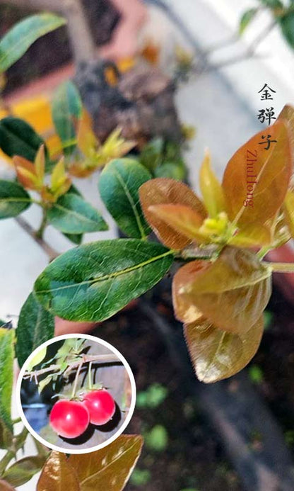 Female Diospyros armata Bonsai 金弹子 朱红 evergreen JinDanZi  Golden Bullet with pot
