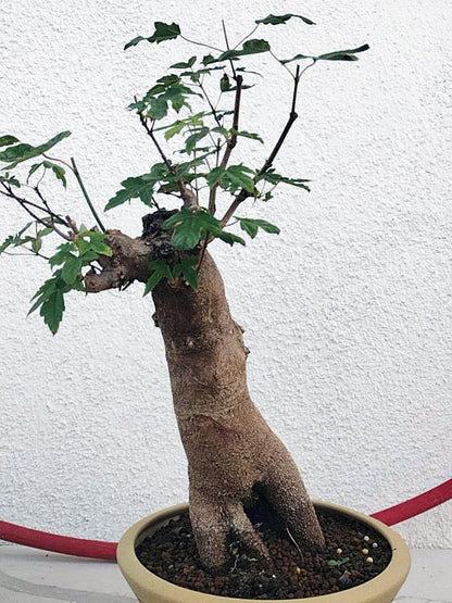 Authentic Chinese Trident Maple Bonsai - Massive Nebari, Old Style Trunk with Pot CYMUS Nurery