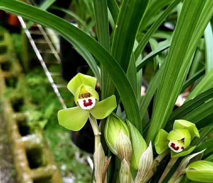 Cymbidium Orchid Tortisepalum DaFuGui 春剑大富贵 Perfect for Windowsills or Indoors