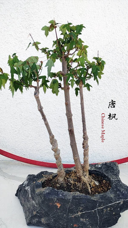 Authentic Chinese Trident Maple (Maples) - Fiery Red Fall Colors, Old Style Nebari with Pot CYMUS Nurery