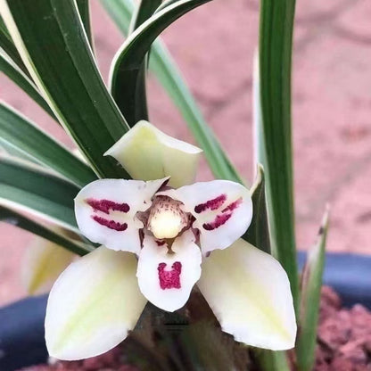 Cymbidium Orchid Fragrant Goeringii XingGuangDaDao 星光大道 Flowers Easy to Grow, NOT in Bud