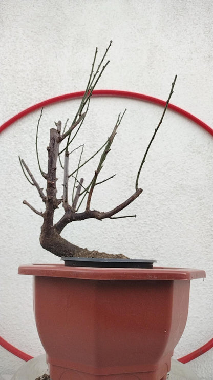 Rare Pink Japanese Apricot Bonsai (Prunus mume) 12+ year old