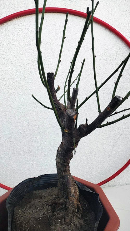 Rare Pink Japanese Apricot Bonsai (Prunus mume) 12+ year old