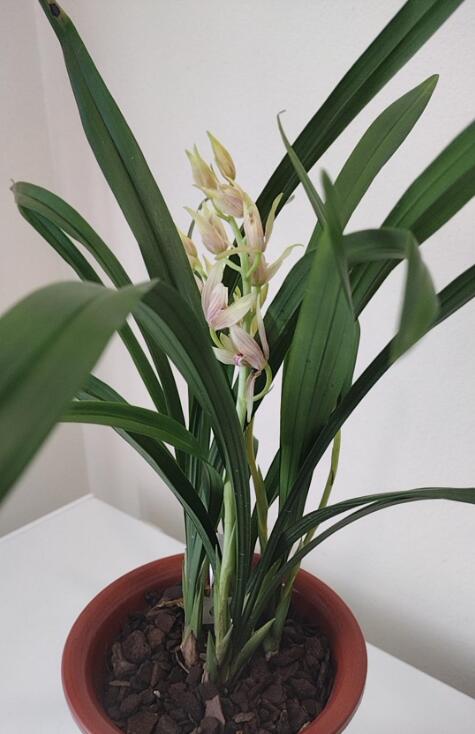 Live Orchid Color Plant 秋榜 菲雪 Flowers for Window, Yard, Garden-Spring Dew-Shipped With Flowers-QiuBang