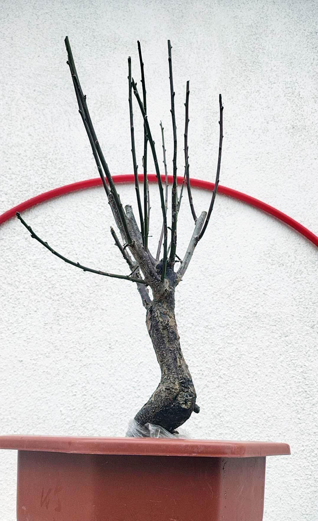 Rare 'NanJingHong' Japanese Apricot (Prunus mume)–10+ Year Old 南京红 with Buds