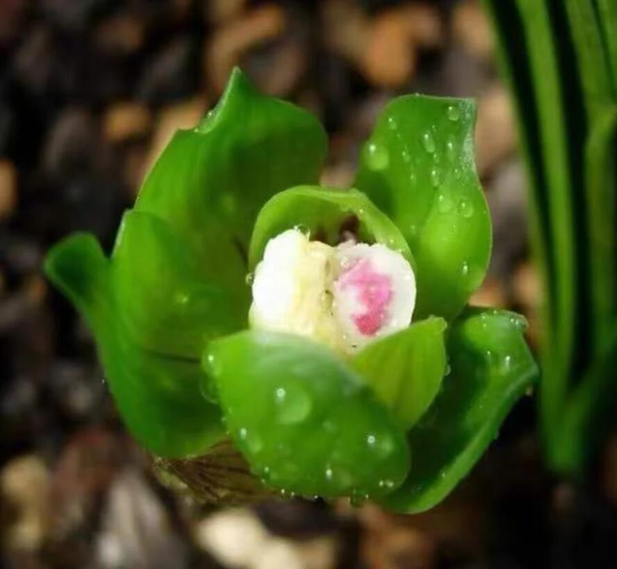 Pre-order Cymbidium Orchid Goeringii Green Cloud 绿云 Bare Root without buds