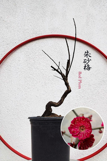 Rare Cinnabar Red Japanese Flowering Apricot (Prunus mume) – 8+ Year Old in Bud