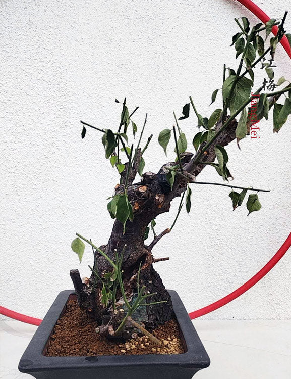 Rare White Plum Blossom JiangMei Japanese Apricot Bonsai (Prunus mume) – 15+ Year Old with pot CYMUS Nurery