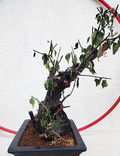 Rare White Plum Blossom JiangMei Japanese Apricot Bonsai (Prunus mume) – 15+ Year Old with pot CYMUS Nurery