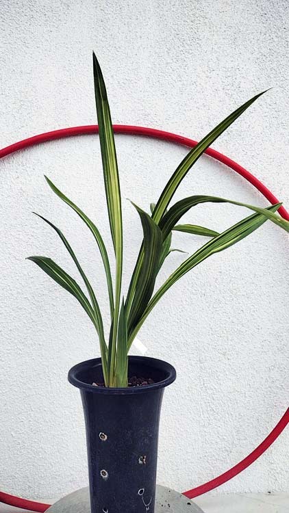 Live Orchid Plant Live Cymbidium sinense-WanDaiFu-万代福-Bare Root