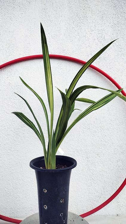 Live Orchid Plant Live Cymbidium sinense-WanDaiFu-万代福-Bare Root