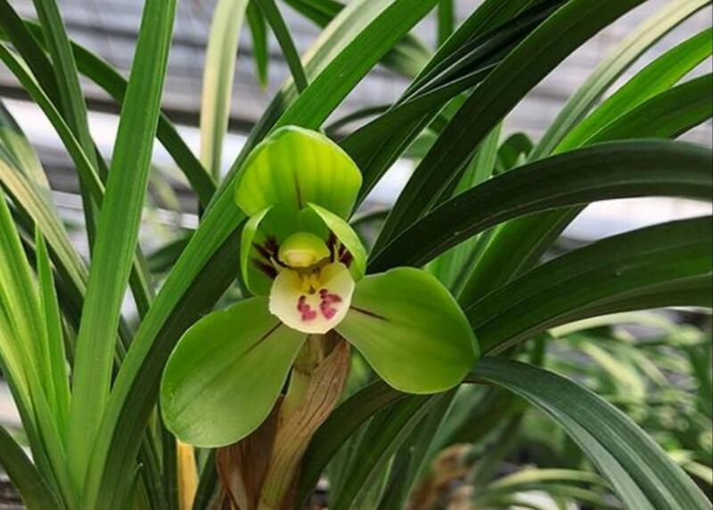 Live Fragrant Orchid 大团圆  Plant Live Cymbidium goeringii-Da Tuan Yuan-Bare Root and Shipped With buds 春兰