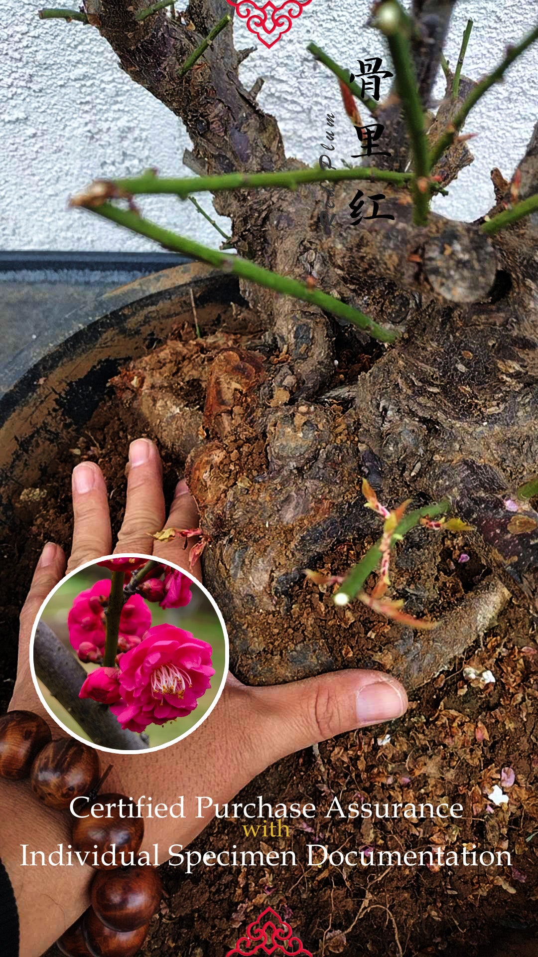 35+ years old Plum bonsai without buds  bare root live plant 红梅 粉梅 白梅 Red plum,Jiang plum, White plum