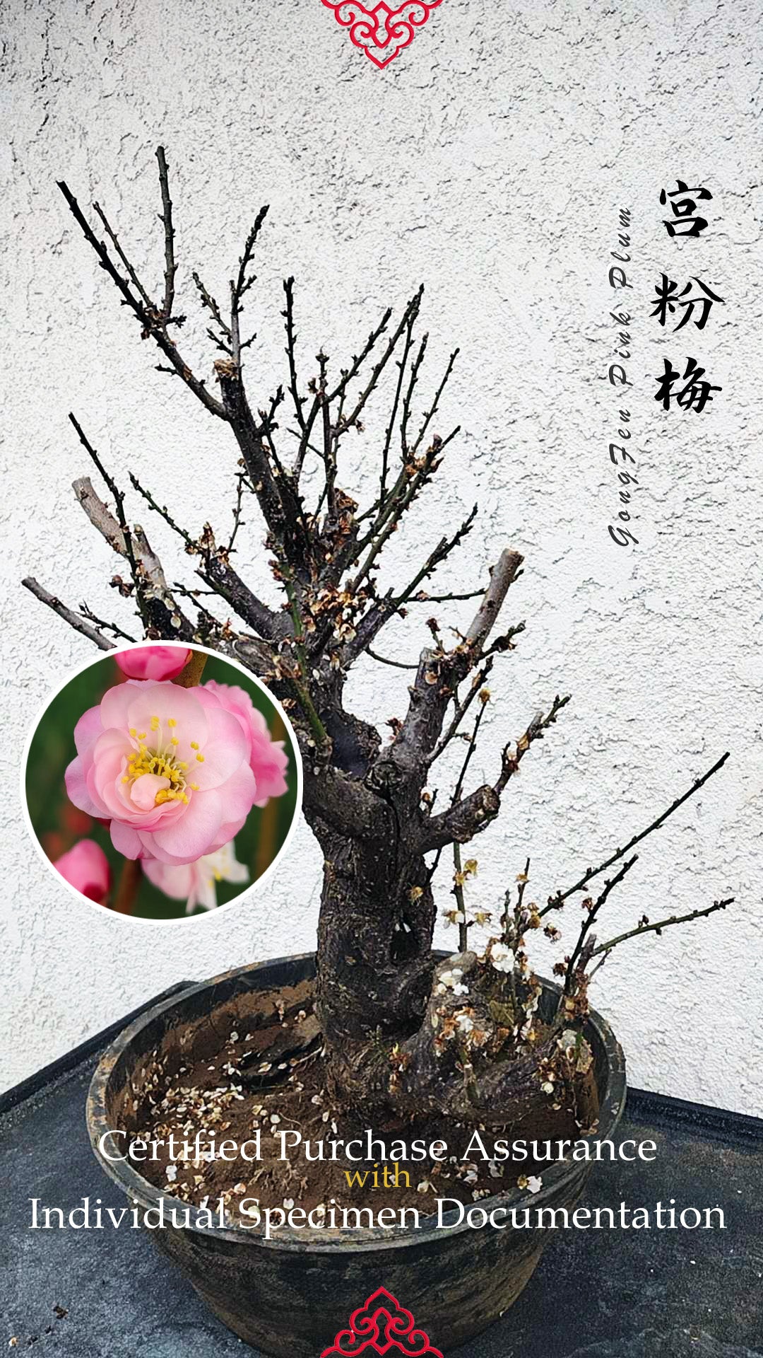 35+ years old Plum bonsai without buds  bare root live plant 红梅 粉梅 白梅 Red plum,Jiang plum, White plum