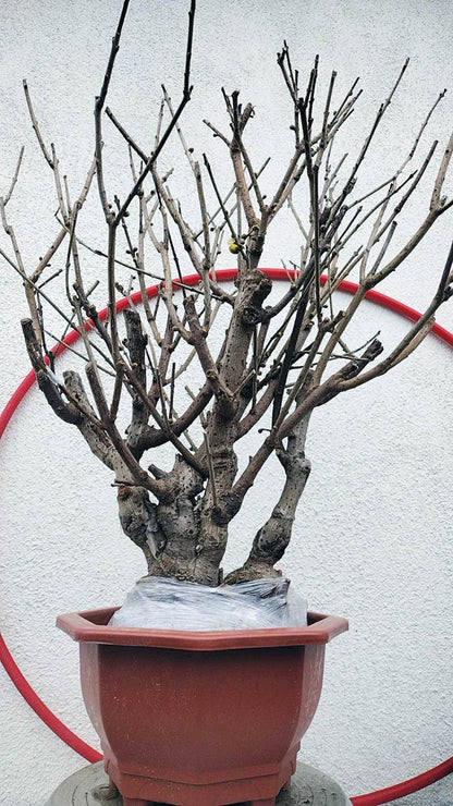 Rare Fragrant Wintersweet Shrub (Chimonanthus praecox) – 20+ Year Old with Buds