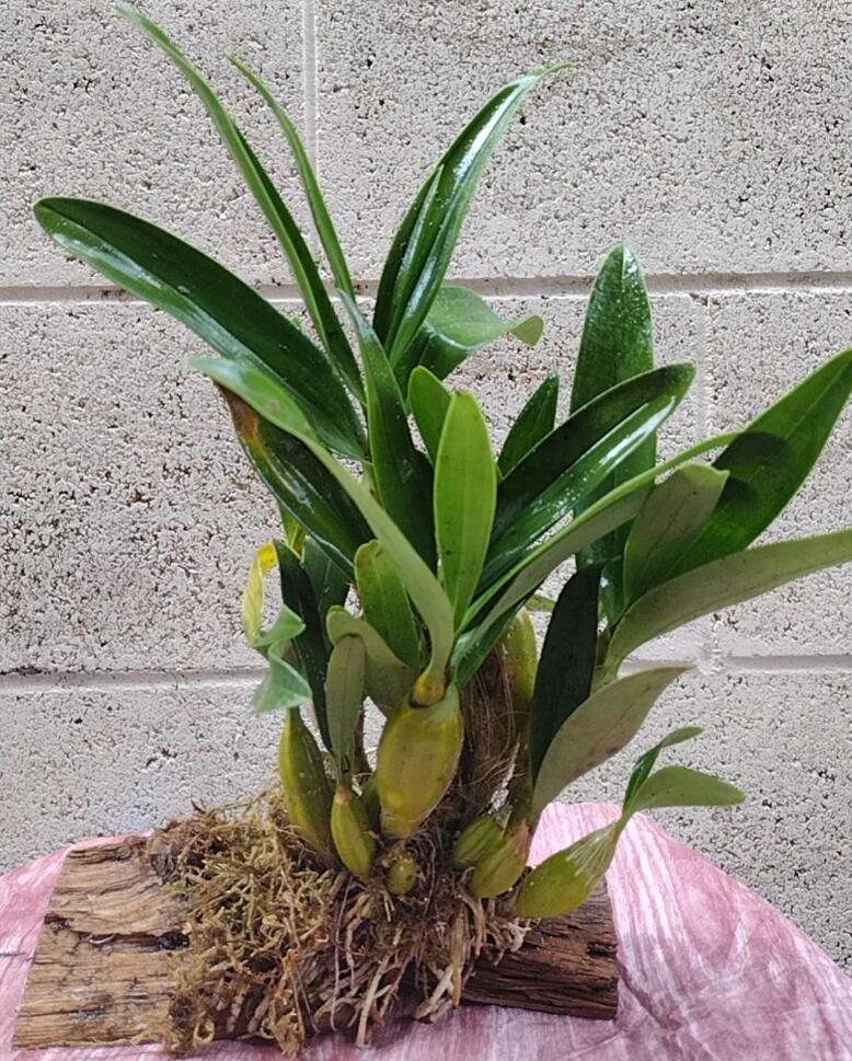 Dendrobium drumstick Without Flowers (Dendrobium drumstick 鼓槌石斛) with bonsai pot