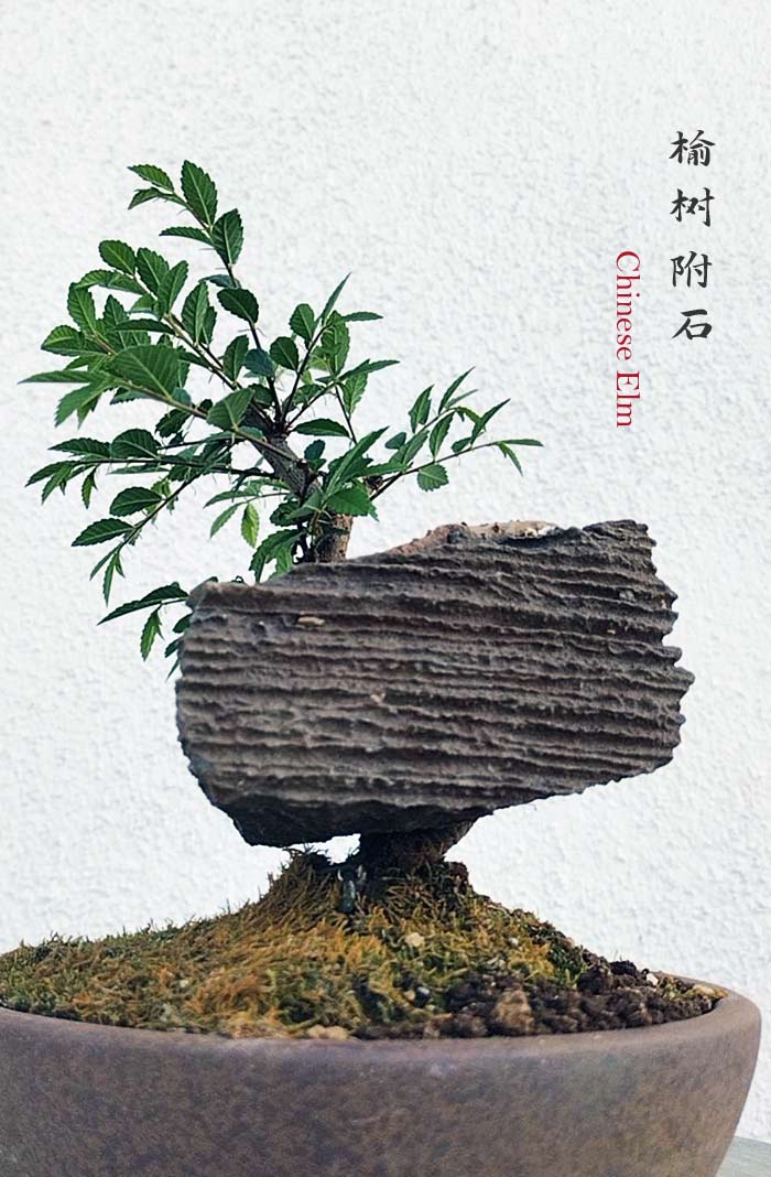 Chinese Maple | Jin Dan Zi Bonsai | Calamus | Chinese Elm