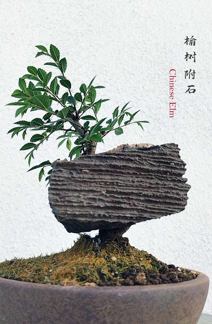 Chinese Elm Root-Fly-XinJiang Rock Bonsai – Beginner Friendly easy care shipping with pot