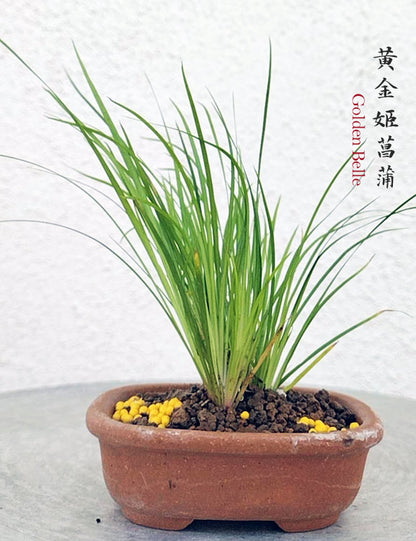 Golden Belle Calamus Acorus Bonsai – Fragrant Foliage & Traditional Chinese Scholar’s Plant with pot CYMUS Nursery