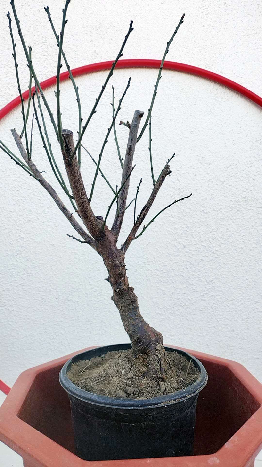 Rare 'Nan Jade' Japanese Apricot Bonsai (Prunus mume)–8+ Year Old with Buds